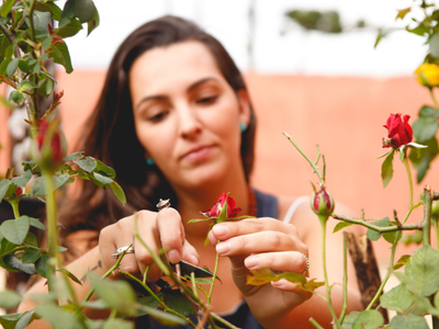 Best proverb of the day: 'Every rose has a thorn as its friend.' Deep meaning behind this ancient wisdom that can change the way you see life