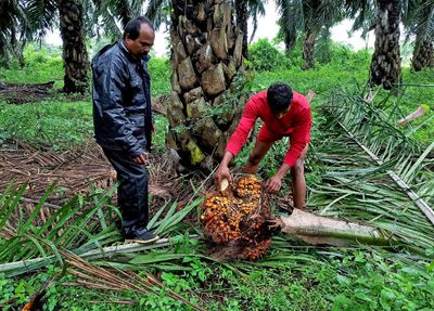India's June vegetable oil imports fall 29% on shrinking palm oil discount: SEA