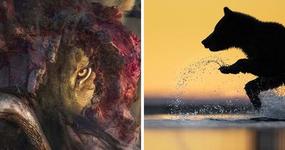 The 24 Winners From The Artist Gallery’s Wildlife Photo Contest Show Nature At Its Most Powerful