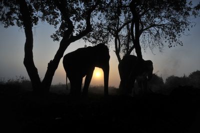 ‘Nowhere left for us to run’: Same wild elephant returns to village to kill four members of a family over 14 years