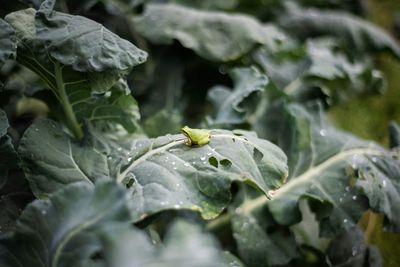 A Bacterium from Japanese Tree Frogs Wiped Out Colorectal Tumors in Mice with a Single Dose