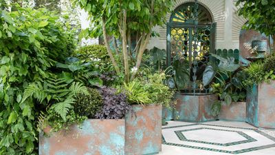 6 Trees Designers Choose to Make Small Courtyards Feel Bigger and More Luxurious