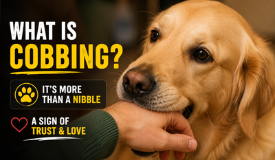 The strange dog behavior called cobbing and what it says about your pet, according to animal behavior experts