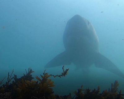 California faces highest shark numbers in years as great whites head north