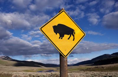 Yellowstone tourist tossed 8ft in air by bison says attack could have been worse