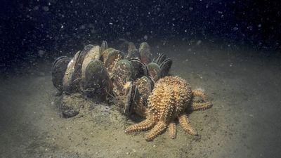 The coastal brownouts quietly suffocating NZ’s marine life