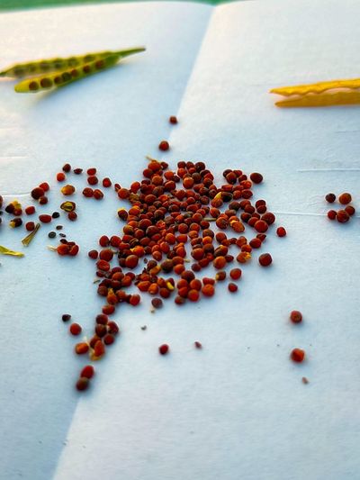 SNAP Can Be Used to Buy Seeds: The Grocery Savings Rule Many Shoppers Don’t Know