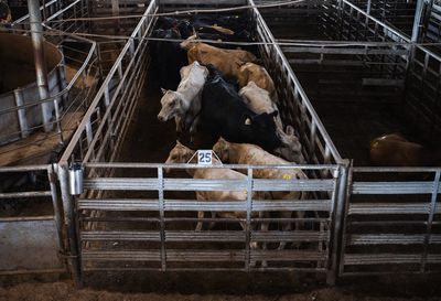 Canada suspends animal exports from Texas due to New World screwworm concerns