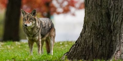 Unhoused people and wildlife are increasingly coming into contact. Here’s what can be done to protect them