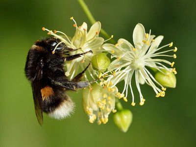 Heavy traffic turns flower-rich road verges into bumblebee traps, and in southern Sweden, scientists found dead bees outnumbered live ones at about 4,000 vehicles a day