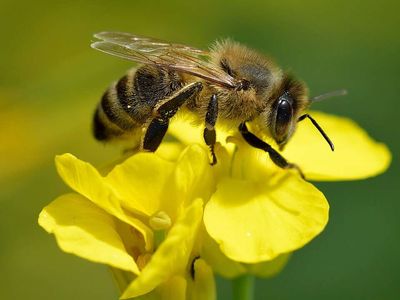 When U.S. honeybees began collapsing in 2006, scientists raced to find the cause. Nearly 20 years later, the hive crisis is still not fully solved