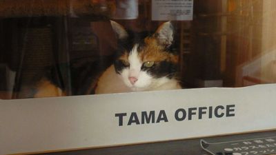 In 2007, a struggling Japanese railway named a stray calico cat as station master to attract riders, passenger numbers jumped 17%, and the cat later generated over ¥1.1 billion for the town