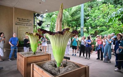 Thousands flock to see brief and rare blooming of corpse flowers in California