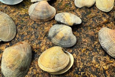 ‘Delicious’ but ‘invasive’ $7B seafood delicacy is taking over New England’s coastline for the first time