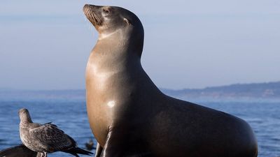 US wildlife managers allowed targeted removal of sea lions after they learned to ambush threatened salmon below dams, forcing officials to balance marine mammal protection with fish recovery