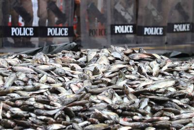 DNA tests find blackchin tilapia in cans