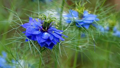 Gardeners Are Swapping High-Maintenance Bedding Plants for Self-Seeding Beauties – To Let the Garden Plant Itself