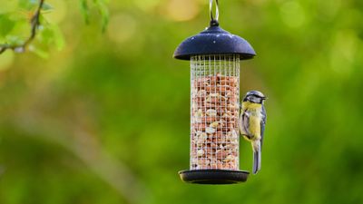 Your Summer Garden Needs a Different Kind of Bird Feeder – It Keeps Seed Dry, Birds Healthier, and Rats Away