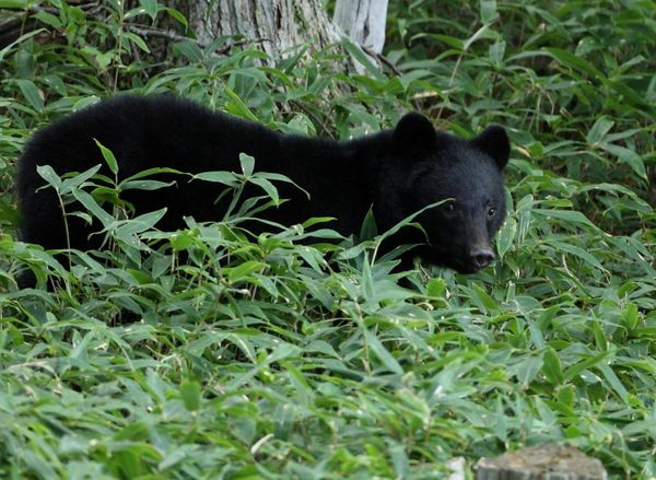 Japan officials hunt bear that raided couple’s fridge amid string of break-ins