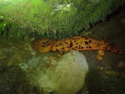 In 2016, when river dams trapped Japan's giant salamanders, scientists came up with an unusual solution: building custom ladders instead of removing the dams