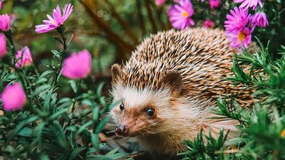 Shady spaces and cool dips: How to make your garden a haven for wildlife this summer