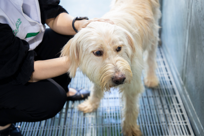 ‘All it takes is responsibility’: Bangkok’s push to tackle urban strays
