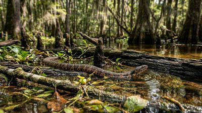6 most snake-filled water bodies in South Carolina: From the Savannah River to the ACE Basin