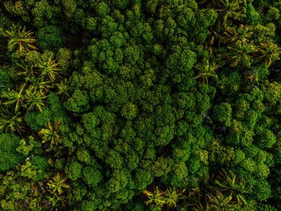 Scientists discover rising heat leaves trees struggling to turn sunlight into energy: 57 million hectares of tropical forests already affected; Heat waves goes beyond photosynthesis limits