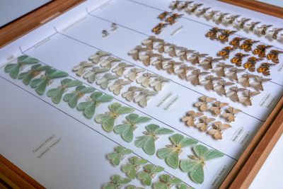 Around 700,000 specimens to be digitised in project to document biodiversity