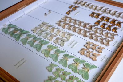 Around 700,000 specimens to be digitised in project to document biodiversity