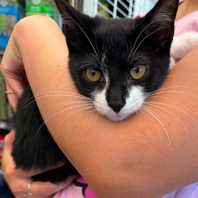 Feline felony: suspect arrested after bringing kitten to rob Maryland bank