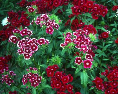 Never mind the garage forecourt – carnations deserve a place in your garden