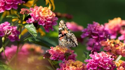 What to Do With Lantana in July to Maximize Blooms During Summer Heat – and Attract More Butterflies to Your Yard