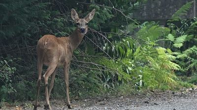 ‘Our national lung’: France’s nature paradise saved by firefighters but recovery could take 30 years