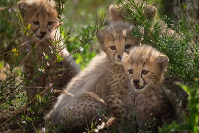 Spot check: Cheetah cubs appear for first time at Whipsnade Zoo