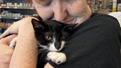 Maryland cops tackle alleged bank robber brandishing a stolen kitten: ‘Tried to use her as an accessory’