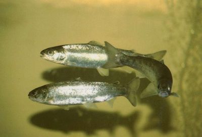 Declared dead in 1969 and once so polluted it caught fire, Toronto's Don River is roaring back: Atlantic salmon and 20 fish species have returned