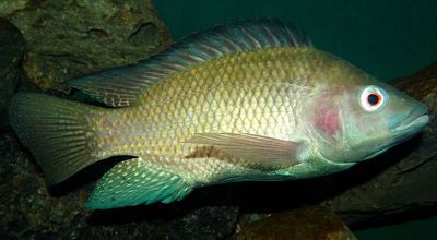 Invasive fish do far more than eat native species; a review of 149 studies finds they can shift clear lakes into murky, nutrient-rich water that may be hard to restore