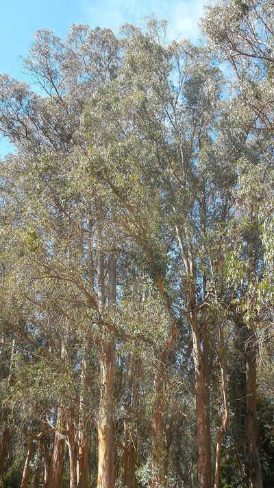 Planted across California since the 1850s, eucalyptus trees helped fuel the 1991 Oakland firestorm; the blaze killed 25 people and destroyed nearly 3,000 homes