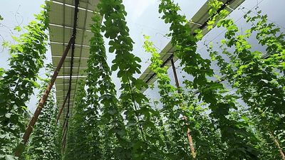 Can agri-PV save Bavaria's hop gardens? 'Solar hats' help fight climate crisis