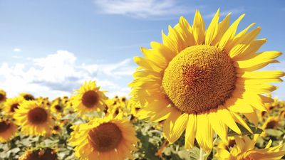 Do This 2-Minute Job Right Before Your Sunflowers Bloom – for Bigger, Longer-Lasting Flowers