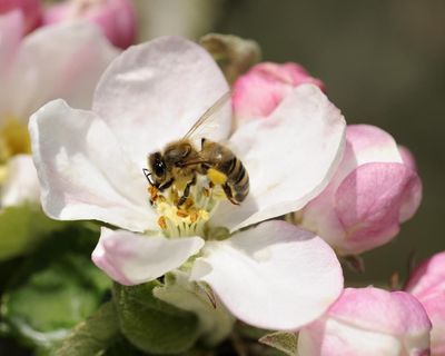 Food supplements could help bees cope with climate crisis, research suggests