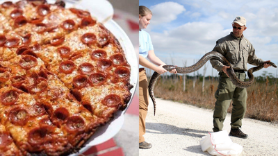 Catch a giant snake, get a free pizza: Florida restaurant is handing out free python pizza during the state's $10,000 snake hunt