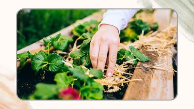When should you mulch in the garden? Garden experts explain the best timing and reasons why