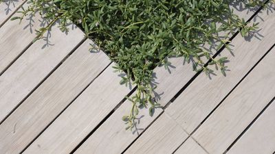 3 easy ways to protect your decking during a heatwave