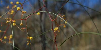 This rare Australian wattle is on the brink of extinction: new research