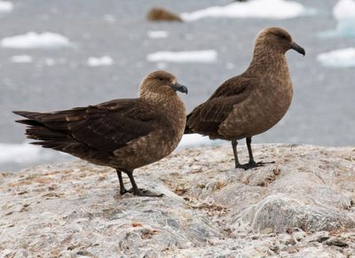 Fears for New Zealand’s native species as first bird flu case emerges
