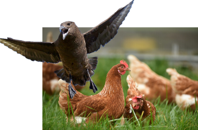 NZ will be forced to put saving livelihoods before saving lives of endangered birds