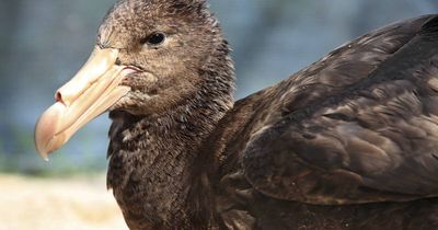 Second bird flu case confirmed in Hunter