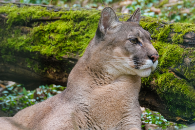Experts Warn Hikers After Man Stalked by Mountain Lion Saved Only by Handgun Warning Shots